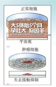BBIN登录